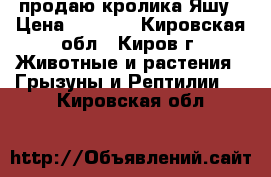 продаю кролика Яшу › Цена ­ 1 000 - Кировская обл., Киров г. Животные и растения » Грызуны и Рептилии   . Кировская обл.